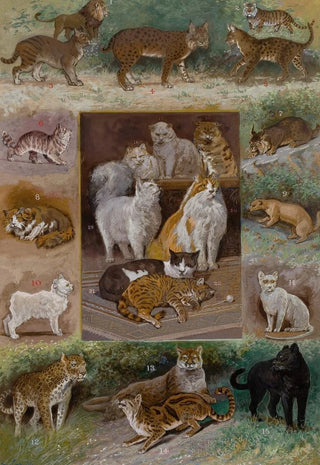 William Henry Drake - Felines.webp