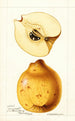 Cydonia oblonga Bourgeat - William Henry Prestele — artwork view