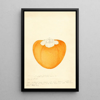William Henry Prestele - Diospyros Among.webp