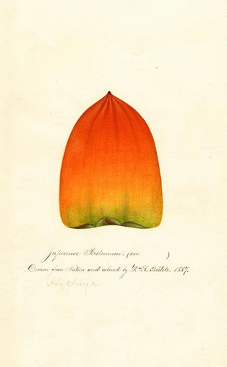 William Henry Prestele - Diospyros Hachiya.webp