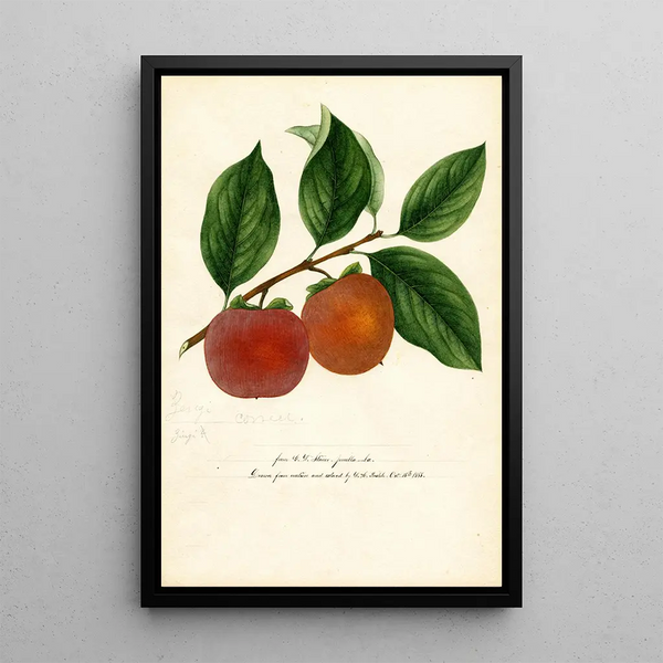 William Henry Prestele - Diospyros Zengi.webp