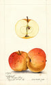 Ledyard Malus domestica schilderij - William Henry Prestele — weergave van het kunstwerk