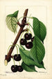 Prunus avium Black Republican - William Henry Prestele — weergave van het kunstwerk