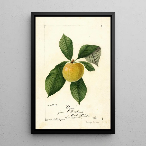 William Henry Prestele - Prunus domestica Ogon.webp