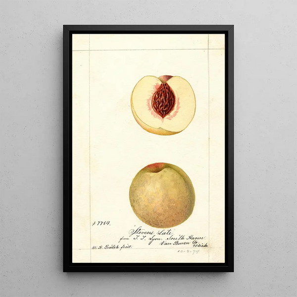 William Henry Prestele - Prunus persica Stevens Late.webp