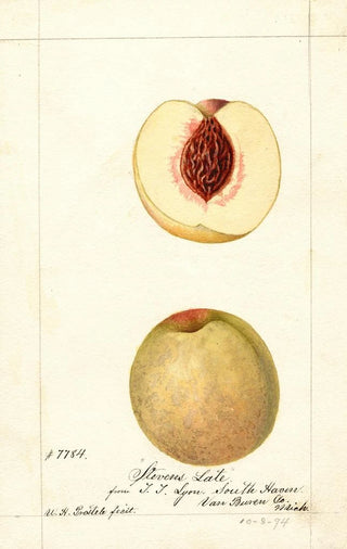 William Henry Prestele - Prunus persica Stevens Late.webp