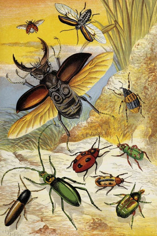 William Houghton - Coleoptera.webp