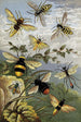 Hyménoptères - William Houghton — weergave van het kunstwerk