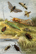 Rhynchotes Orthoptères - William Houghton — weergave van het kunstwerk