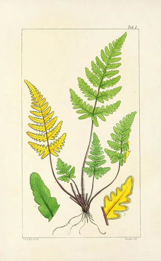 William Jackson Hooker - A century of ferns Pl01.webp