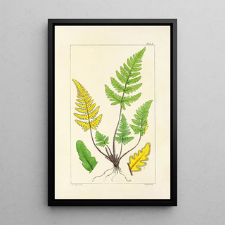 William Jackson Hooker - A century of ferns Pl01.webp