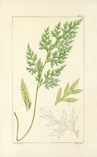 William Jackson Hooker - A century of ferns Pl02.webp
