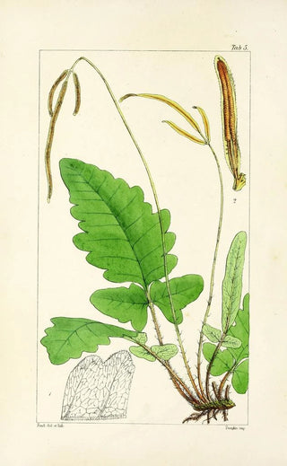 William Jackson Hooker - A century of ferns Pl05.webp