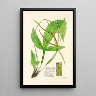 William Jackson Hooker - A century of ferns Pl07.webp