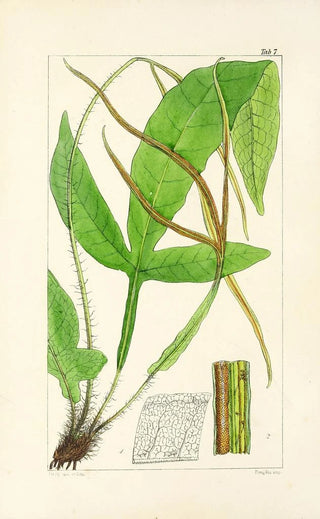 William Jackson Hooker - A century of ferns Pl07.webp