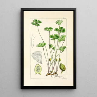 William Jackson Hooker - A century of ferns Pl09.webp