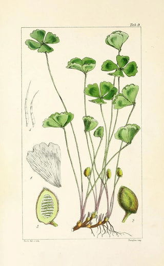 William Jackson Hooker - A century of ferns Pl09.webp