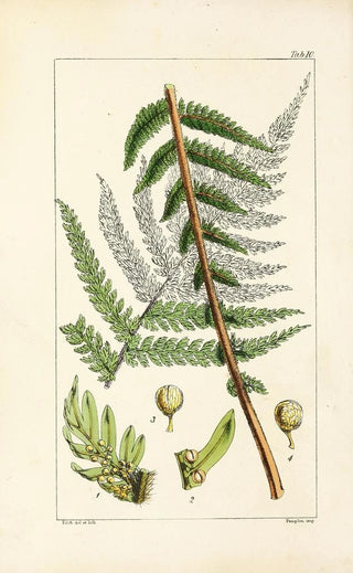 William Jackson Hooker - A century of ferns Pl10.webp