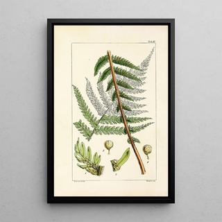 William Jackson Hooker - A century of ferns Pl10.webp