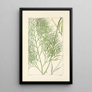 William Jackson Hooker - A century of ferns Pl11.webp