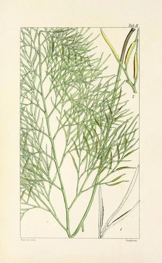 William Jackson Hooker - A century of ferns Pl11.webp
