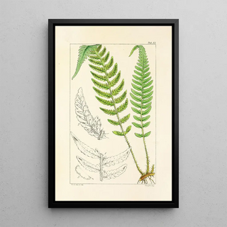 William Jackson Hooker - A century of ferns Pl13.webp