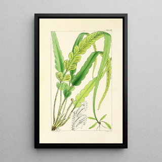 William Jackson Hooker - A century of ferns Pl14.webp