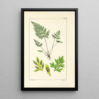 William Jackson Hooker - A century of ferns Pl16.webp