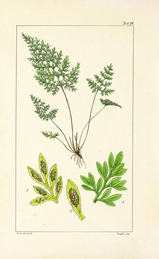 William Jackson Hooker - A century of ferns Pl16.webp