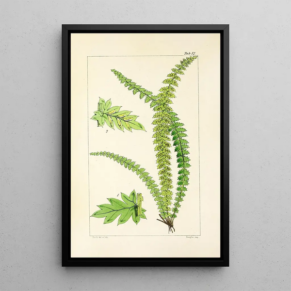 William Jackson Hooker - A century of ferns Pl17.webp