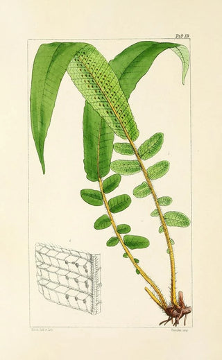 William Jackson Hooker - A century of ferns Pl19.webp