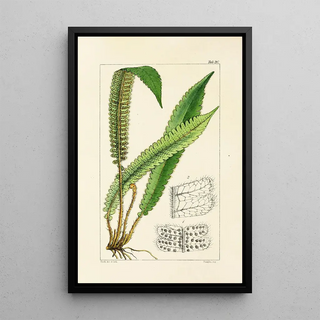 William Jackson Hooker - A century of ferns Pl20.webp