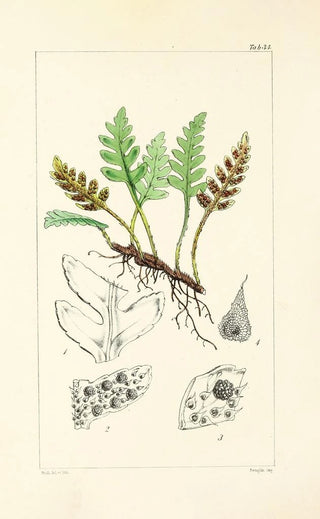 William Jackson Hooker - A century of ferns Pl34.webp
