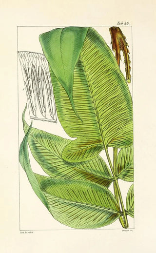 William Jackson Hooker - A century of ferns Pl36.webp