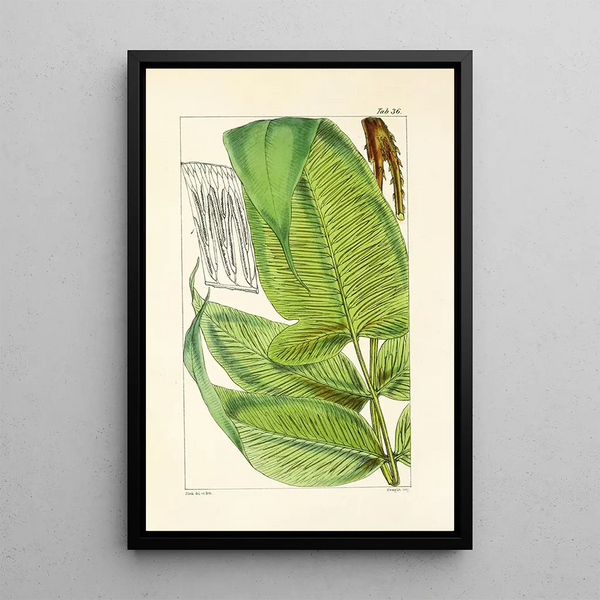 William Jackson Hooker - A century of ferns Pl36.webp