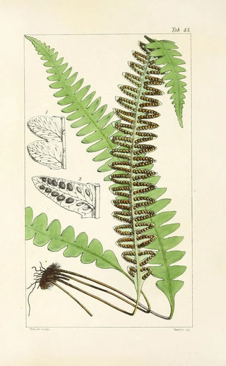 William Jackson Hooker - A century of ferns Pl41.webp