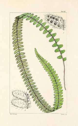 William Jackson Hooker - A century of ferns Pl46.webp