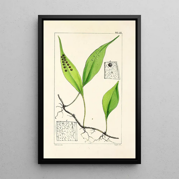 William Jackson Hooker - A century of ferns Pl51.webp