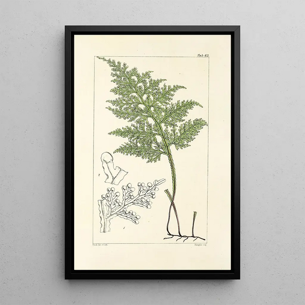 William Jackson Hooker - A century of ferns Pl60.webp