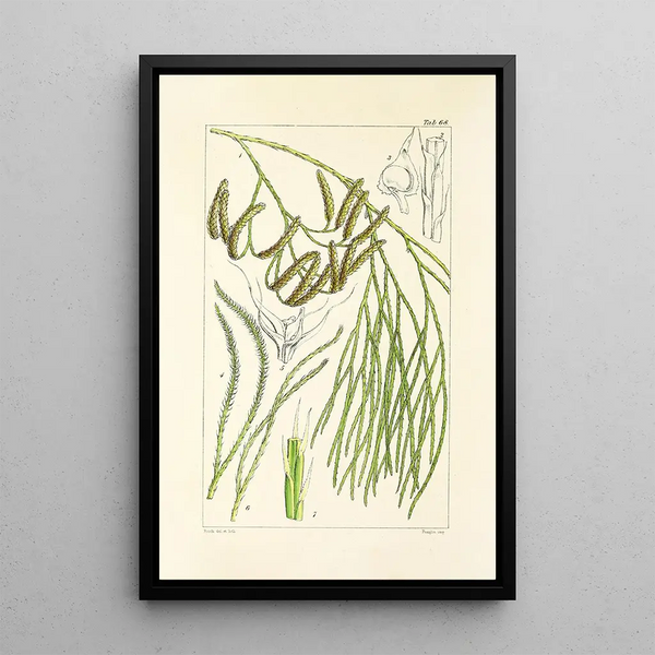 William Jackson Hooker - A century of ferns Pl66.webp