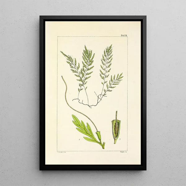 William Jackson Hooker - A century of ferns Pl75.webp