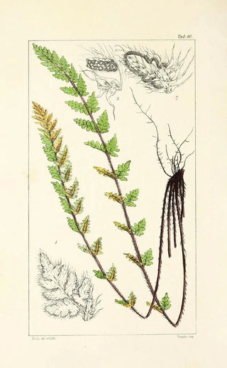 William Jackson Hooker - A century of ferns Pl76.webp