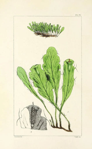 William Jackson Hooker - A century of ferns Pl82.webp