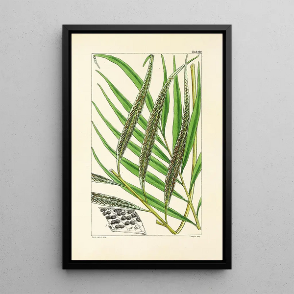 William Jackson Hooker - A century of ferns Pl86.webp