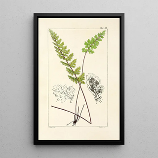 William Jackson Hooker - A century of ferns Pl88.webp