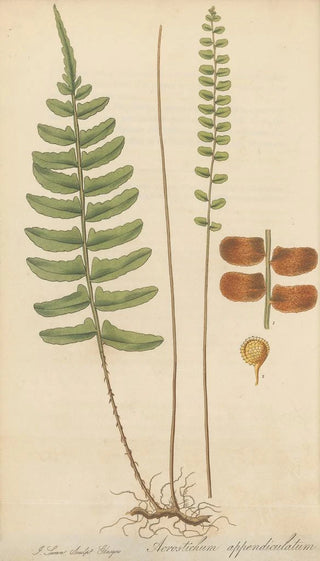 William Jackson Hooker - Acrostichum appendiculatum.webp
