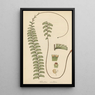 William Jackson Hooker - Adiantum caudatum.webp