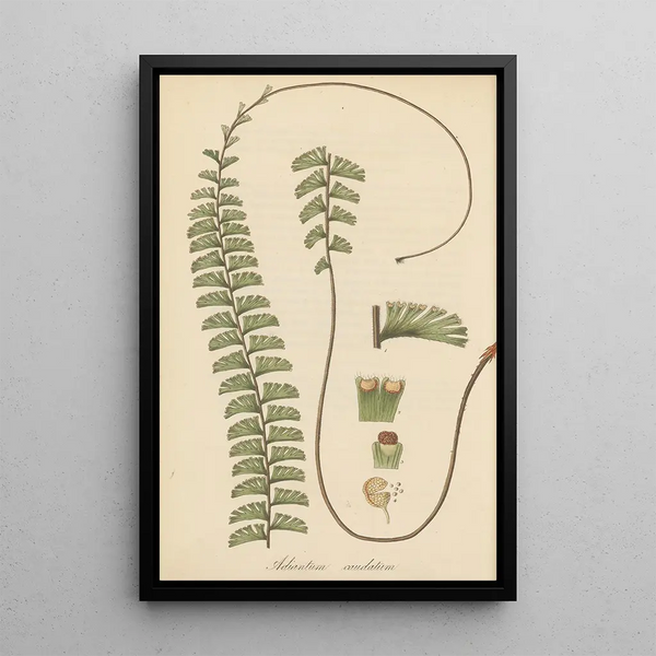 William Jackson Hooker - Adiantum caudatum.webp