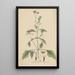 Ageratum conyzoides - William Jackson Hooker — framed artwork on a wall