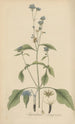 Ageratum conyzoides - William Jackson Hooker — artwork view